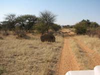 /international/2006Walvisbay/images/Okapuka/thumbnails/okapuka 063.jpg